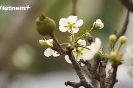 Người dân Hà Nội háo hức sắm hoa lê rừng để chơi Xuân. (Ảnh: Hoàng Đạt/Vietnam+)