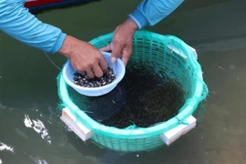 Phân loại kích cỡ cá dìa giống trước khi bán cho thương lái. (Ảnh: Nguyễn Thành/TTXVN)