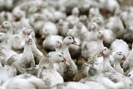 Gia cầm được nuôi tại trang trại ở Bourriot-Bergonce, miền Tây nước Pháp. (Ảnh: AFP/TTXVN)