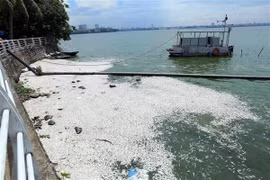 Cá hồ Tây chết nổi trắng mặt nước bốc mùi hôi thối tại khu vực đường Trích Sài. (Ảnh: Huy Hùng/TTXVN)