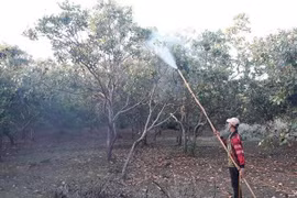 Người dân Bình Phước chủ động phun hóa chất bảo vệ cây điều. (Ảnh: K GỬIH/TTXVN)