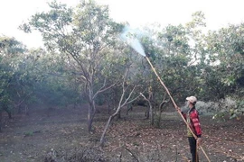 Người dân Bình Phước chủ động phun hóa chất bảo vệ cây điều. (Ảnh: K GỬIH/TTXVN)
