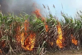 Cháy diện tích mía đang trong thời kỳ thu hoạch tại huyện Kbang. (Ảnh: Hồng Điệp/TTXVN)