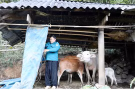 Quây bạt, sửa chữa, gia cố lại chuồng trại cho đàn trâu bò khỏi bị rét. (Ảnh: Công Tuyên/TTXVN)