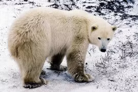 Gấu trắng Bắc Cực tại Mantioba, Canada. (Ảnh: AFP/TTXVN)