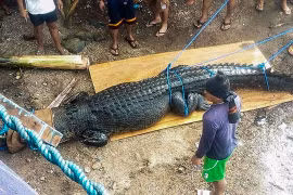 (Nguồn: rappler.com)