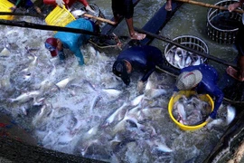 Thu hoạch cá tra tại hộ nông dân sản xuất liên kết với Tập đoàn Sao Mai An Giang ở thành phố Cần Thơ. (Ảnh: Vũ Sinh/TTXVN)