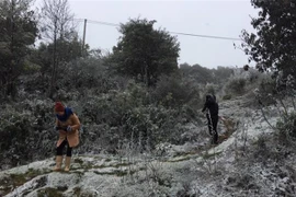 Tuyết rơi phủ trắng Sa Pa hồi đầu năm. (Ảnh: Hồng Ninh/TTXVN)