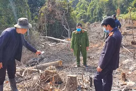 Lực lượng chức năng khám nghiệm hiện trường vụ phá rừng. (Nguồn: baolamdong.vn)