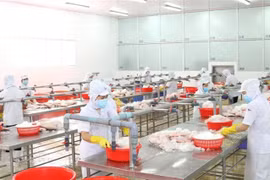 Thực hiện giãn cách trong khu vực chế biến thủy sản. (Ảnh: Xuân Anh/TTXVN)