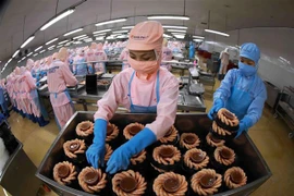 Một doanh nghiệp chế biến tôm xuất khẩu. (Ảnh: Vũ Sinh/TTXVN)