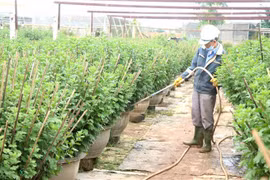 Người dân làng hoa An Lạc, phường Đông Giang, thành phố Đông Hà, tỉnh Quảng Trị, chăm sóc những chậu hoa cúc vụ Tết. (Ảnh: Nguyên Lý/TTXVN)