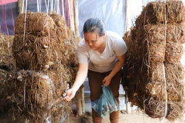 Người dân thu hoạch nấm rơm, thành quả sau chương trình học nghề và được Nhà nước hỗ trợ để giảm nghèo bền vững. (Ảnh: Minh Hưng/Vietnam+)