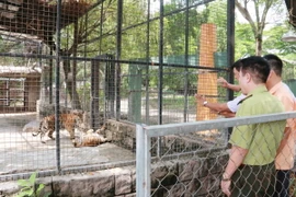 Lãnh đạo Hạt Kiểm lâm Biên Hòa (Đồng Nai) kiểm tra các cá thể hổ đang được chăm sóc tại Khu Du lịch Vườn Xoài. (Ảnh: Lê Xuân/TTXVN)