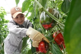Một nhà vườn thu hoạch ớt chuông Đà Lạt. (Ảnh: Nguyễn Dũng/TTXVN)