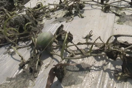 Dưa hấu bị thiệt hại tại huyện Mộc Hóa, tỉnh Long An. (Ảnh: Thanh Bình/TTXVN)