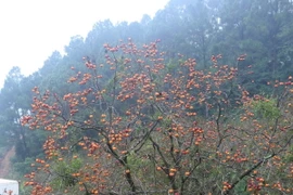 Du khách thích thú khi đến tham quan, chụp ảnh tại vườn hồng Đại Huệ. (Ảnh: Trịnh Duy Hưng/TTXVN)