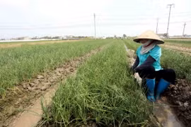 Người dân xã Quỳnh Hải, huyện Quỳnh Phụ, chăm sóc rau màu vụ Đông. (Nguồn: Vietnam+)