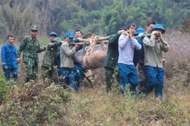 Lực lượng chức năng di dời quả bom đến điểm hủy nổ tại xã Tông Lạnh, huyện Thuận Châu, tỉnh Sơn La. (Ảnh: TTXVN phát)
