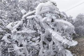 Băng giá phù dày trên cành cây ở đỉnh đèo Khau Phạ. (Ảnh: Tuấn Anh/TTXVN)