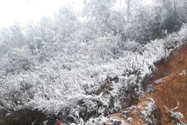 Băng giá phù dày trên cành cây ở đỉnh đèo Khau Phạ. (Ảnh: Tuấn Anh/TTXVN)