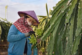Nông dân xã Bông Trang, huyện Xuyên Mộc chăm sóc thanh long vụ Tết. (Ảnh: Hoàng Nhị/TTXVN)