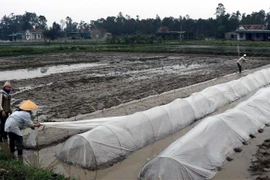Nông dân chủ động chống rét cho mạ bằng cách che phủ nylon. (Ảnh: TTXVN)