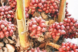 Mùa thảo quả - sản vật mang đậm hương vị núi rừng