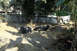 (Ảnh minh họa: Phan Tuấn Anh/TTXVN)