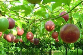 Về Sơn La ngắm "những hạt ngọc" trên đất đồi Tân Lập