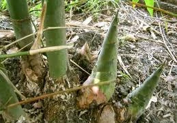 Yên Bái: Những chồi măng no ấm cho bà con ở bản Đồng Ruộng