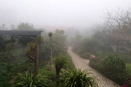 Sương mù dày đặc ảnh hưởng hoa màu và cây trồng tại thị trấn Sa Pa. (Ảnh: Quốc Khánh/TTXVN)