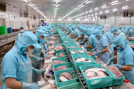 Dây chuyền chế biến philê cá tra xuất khẩu tại nhà máy của Công ty. (Ảnh: Vũ Sinh/TTXVN)