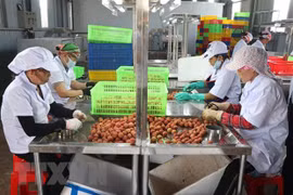 Sơ chế vải thiều Hải Dương xuất đi Nhật tại nhà máy của Công ty cổ phần Ameii Việt Nam. (Ảnh: Mạnh Minh/TTXVN)