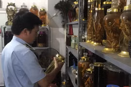 Đội Quản lý thị trường số 1 kiểm tra việc kinh doanh rượu tự nấu. (Ảnh: PV/Vietnam+)