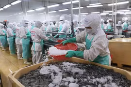 Dây chuyền chế biến tôm xuất khẩu. (Ảnh: Vũ Sinh/TTXVN)