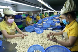 Phân loại nhân hạt điều tại nhà máy của Công ty Nguyên Thông, tỉnh Phú Yên. (Ảnh: Vũ Sinh /TTXVN)