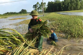 Cộng đồng mạng thích thú với cảnh công an lội ruộng giúp nông dân