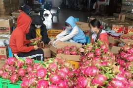Gia đình chị Trần Thị Thu Thảo ở xã Cư Êbur, thành phố Buôn Ma Thuột thu hoạch thanh long. (Ảnh: Hoài Thu/TTXVN)