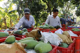 Trồng xoài xuất khẩu đang là một hướng đi mới của ngành nông nghiệp tỉnh An Giang trong nỗ lực tái cơ cấu ngành nông nghiệp. (Ảnh: TTXVN)