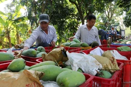 Trồng xoài xuất khẩu đang là một hướng đi mới của ngành nông nghiệp tỉnh An Giang trong nỗ lực tái cơ cấu ngành nông nghiệp. (Ảnh: TTXVN)