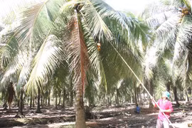 Thu hoạch dừa hữu cơ ở xã Thới Thạnh, huyện Thạnh Phú. (Ảnh Công Trí/TTXVN)