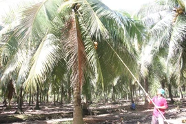 Thu hoạch dừa hữu cơ ở xã Thới Thạnh, huyện Thạnh Phú. (Ảnh Công Trí/TTXVN)