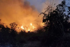 Cháy rừng cách thủ đô Bangkok chưa đầy 100km. (Nguồn: Văn phòng tỉnh Nakhon Nayok)