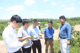 Đoàn công tác khảo sát tại Công ty TTHH Hoàng Phát Fruit, huyện Châu Thành, tỉnh Long An. (Ảnh: Thanh Bình/TTXVN)