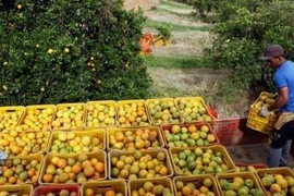 Nông dân thu hoạch cam tại Brazil. (Nguồn: Reuters)