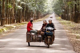 Nụ cười rạng rỡ của các nữ công nhân đi cạo mủ về trong rừng cao su ngập nắng. (Ảnh: Phạm Kiên/TTXVN)