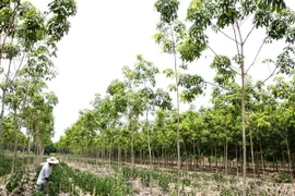 Không trồng xen cây cao su trong rừng phòng hộ Dầu Tiếng