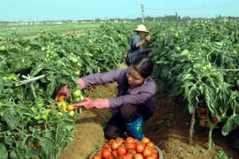 Lâm Đồng: Giá bấp bênh, nông dân phá vườn, vứt bỏ cà chua