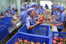 Hoa quả Việt Nam từng bước chinh phục thị trường thế giới